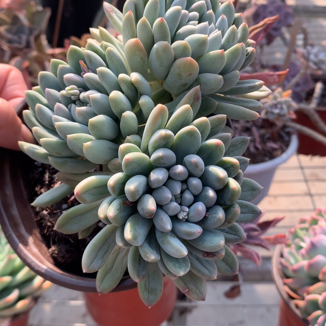 余****i明珠美人多肉植物