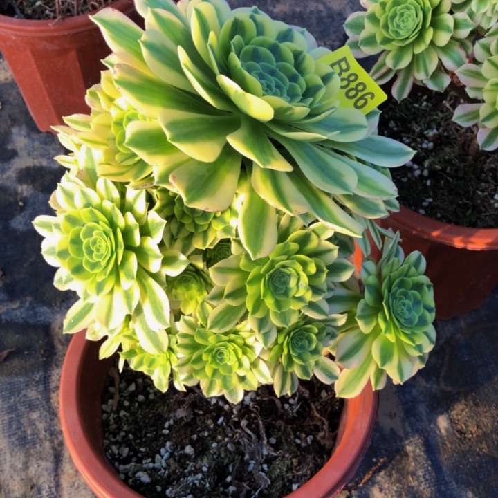 家***金金丝多肉886000000000