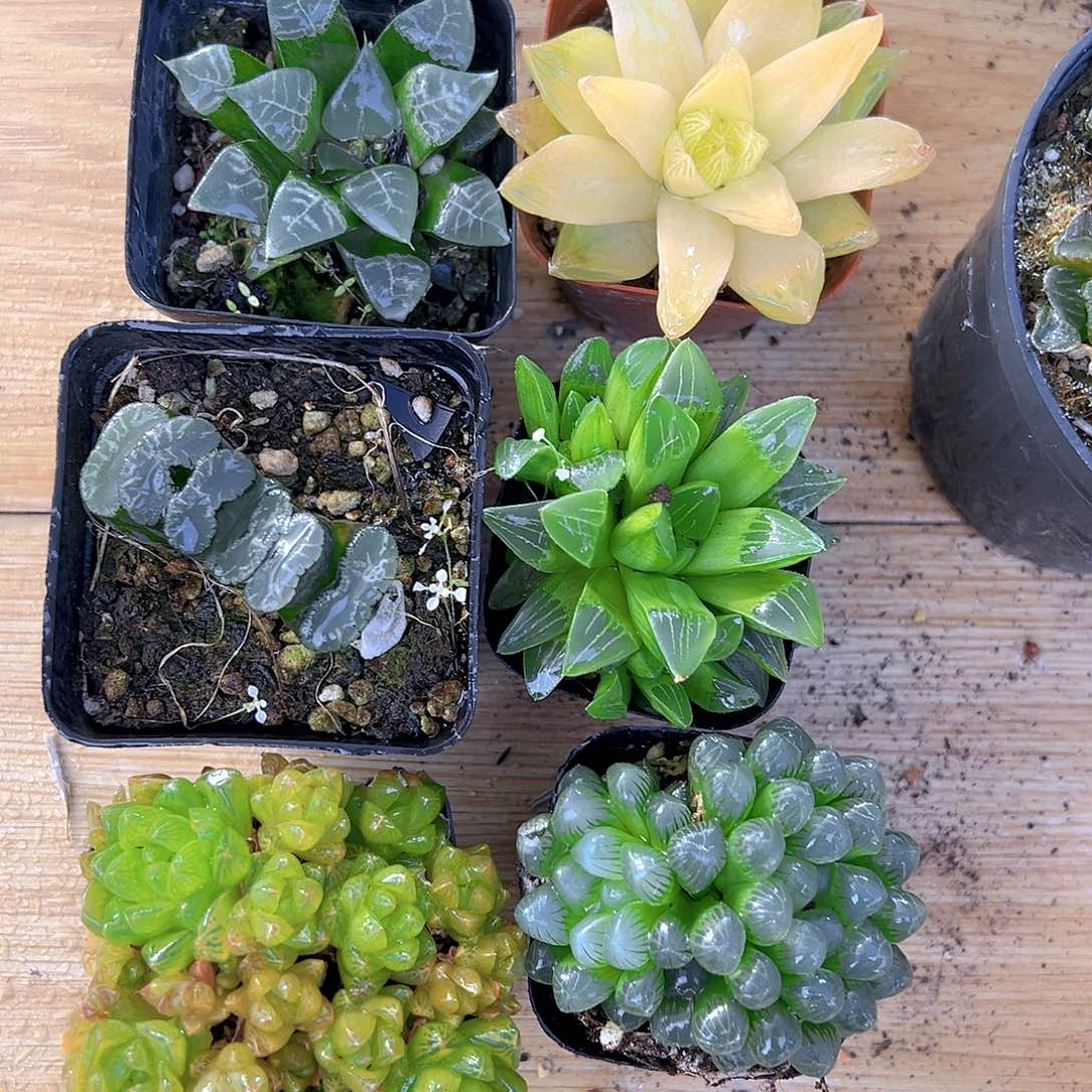 新人套餐玉露6颗