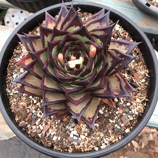 ?****⁰乌木一物一拍多肉