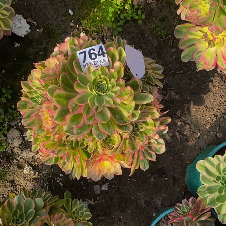 27-12海王花花花花