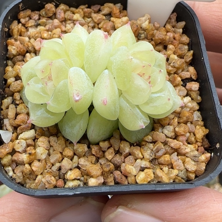 814号cf8888晗雨多肉