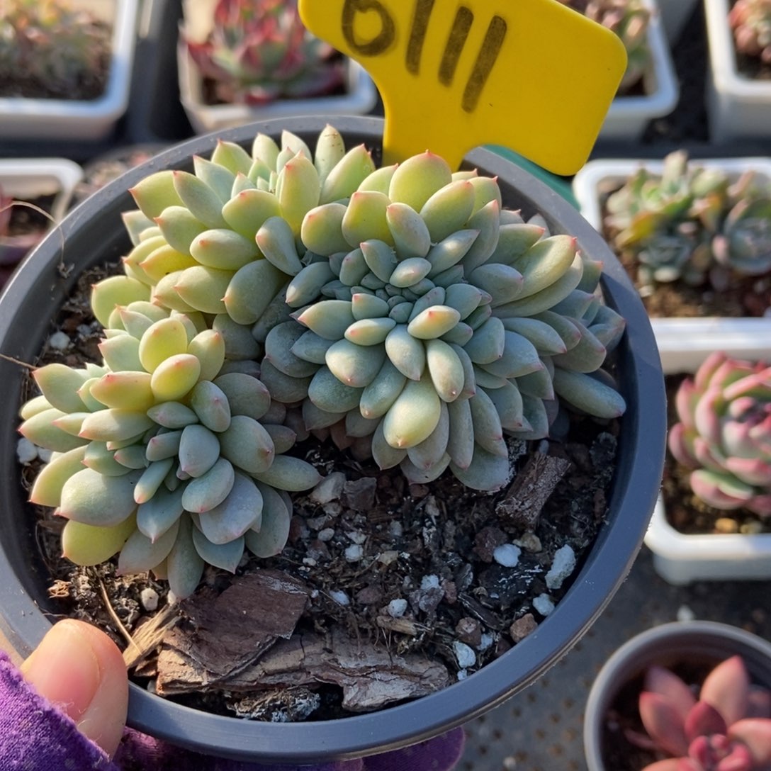 6111星影缀多肉植物