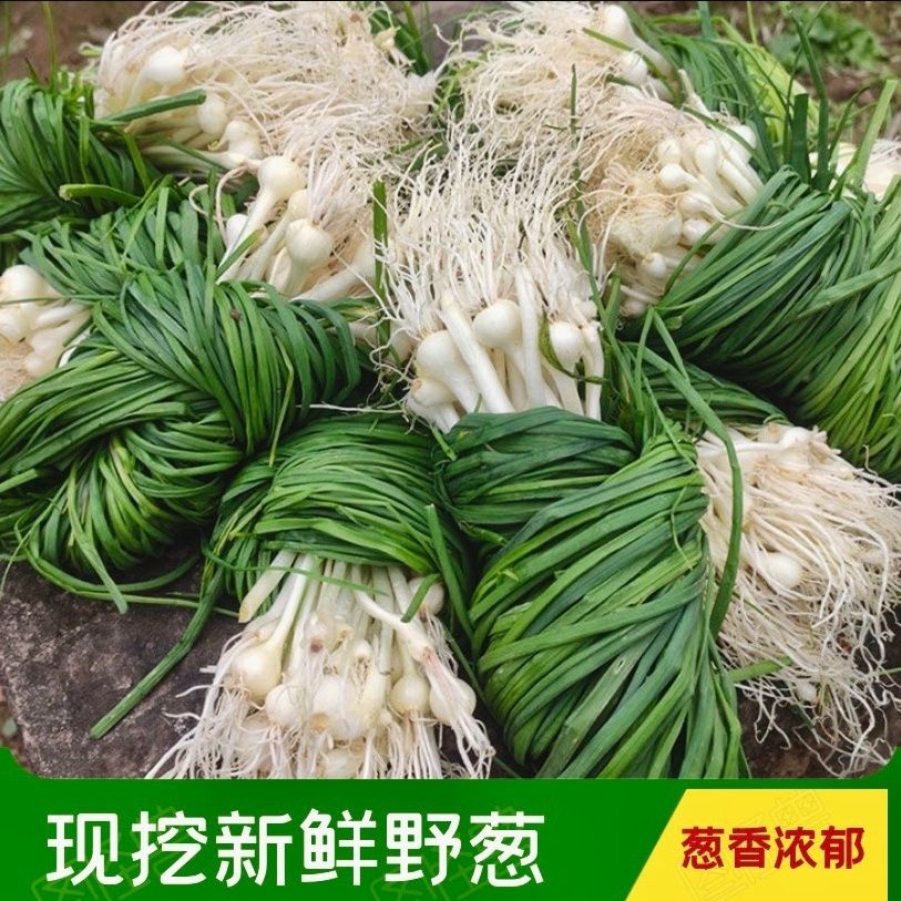新鲜野葱现挖新鲜苦蒜野生野菜小根蒜胡葱野藠头野小蒜野山葱