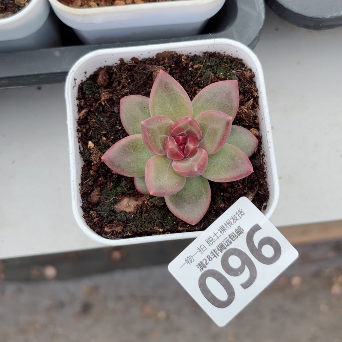 迷雾泡泡无盆土发货