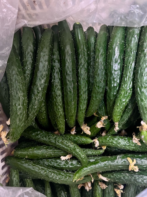 【猴瘦瘦农场】津研黄瓜3斤装。