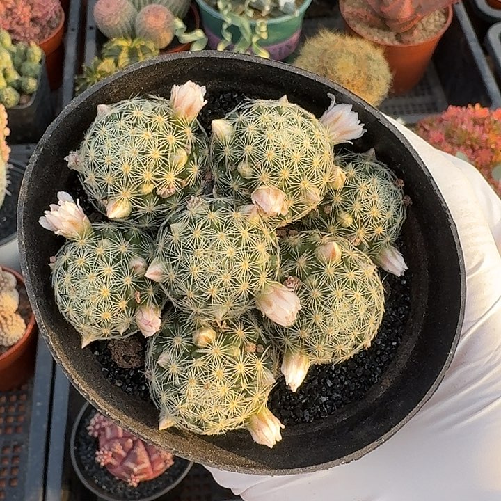 吉赛尔仙人球123