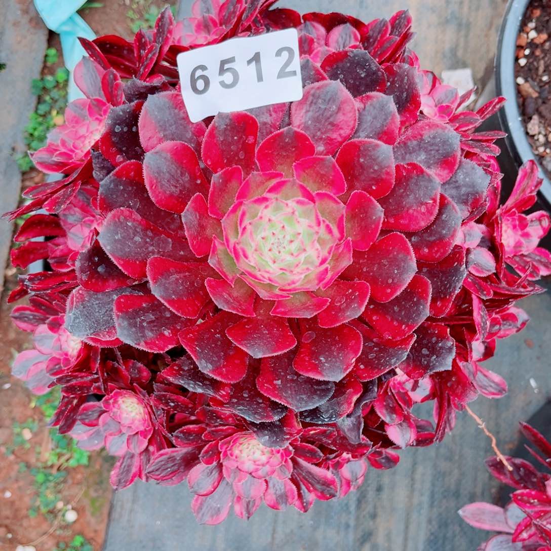 红白优选特价发货