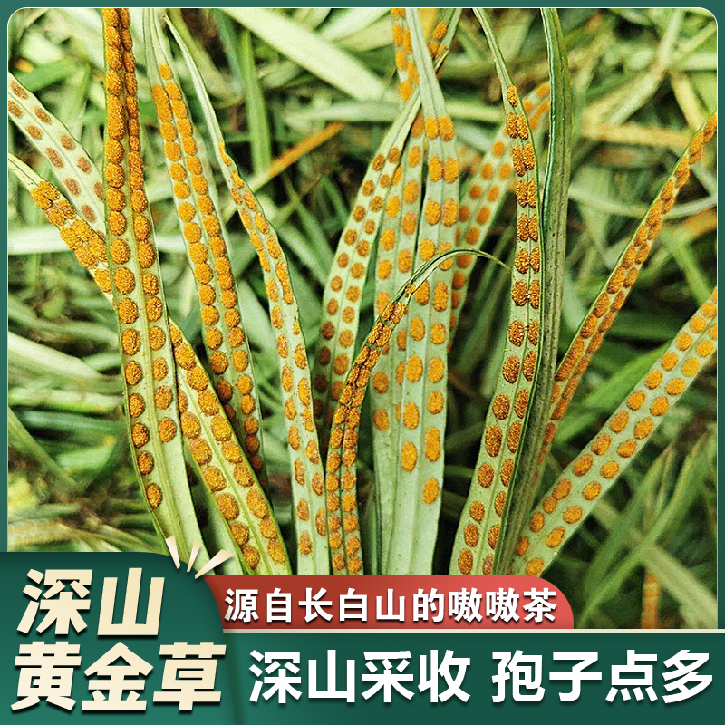 长白山深山小草嗷嗷茶黄金草 孢子多 东北特产深山石草精选小叶茶