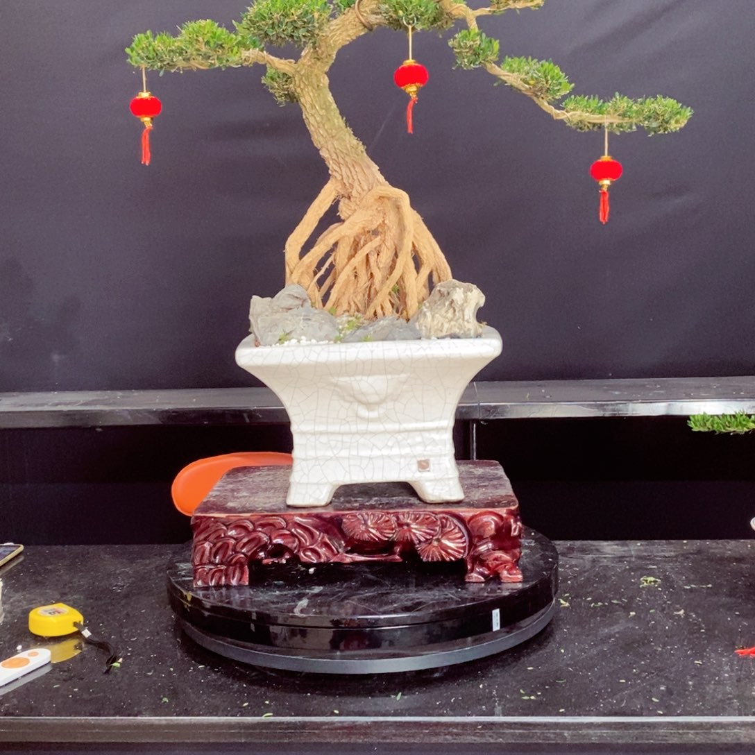 无花朵黄杨盆景雀舌软枝