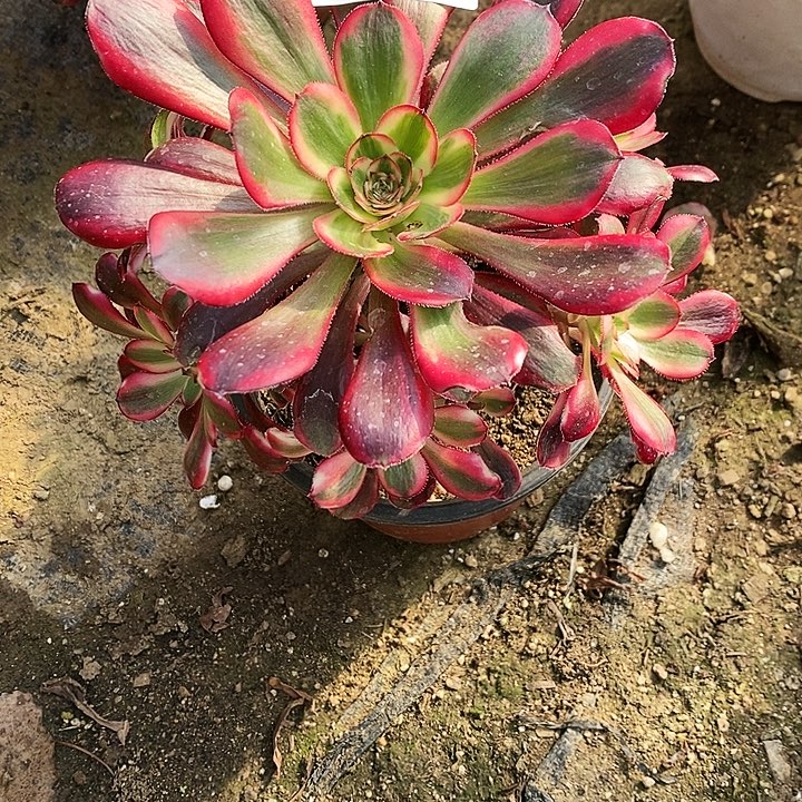 1259香奈儿多肉植物