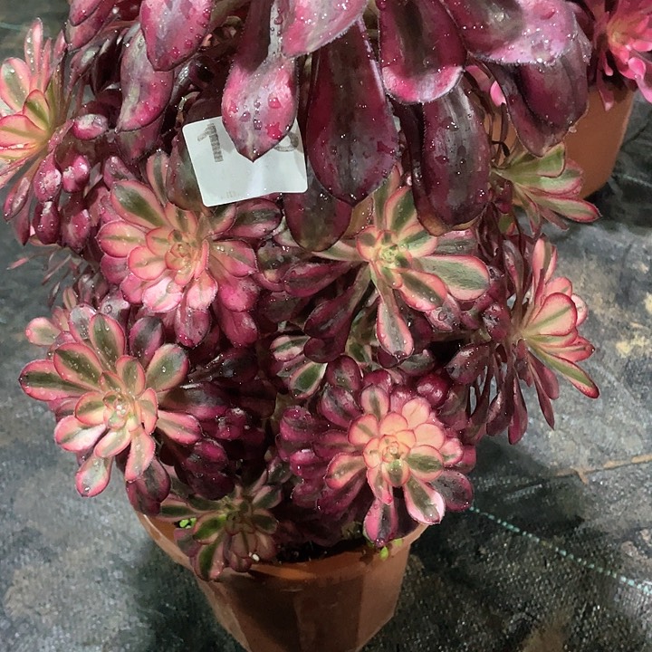 冬*姐多肉法师法师多肉178