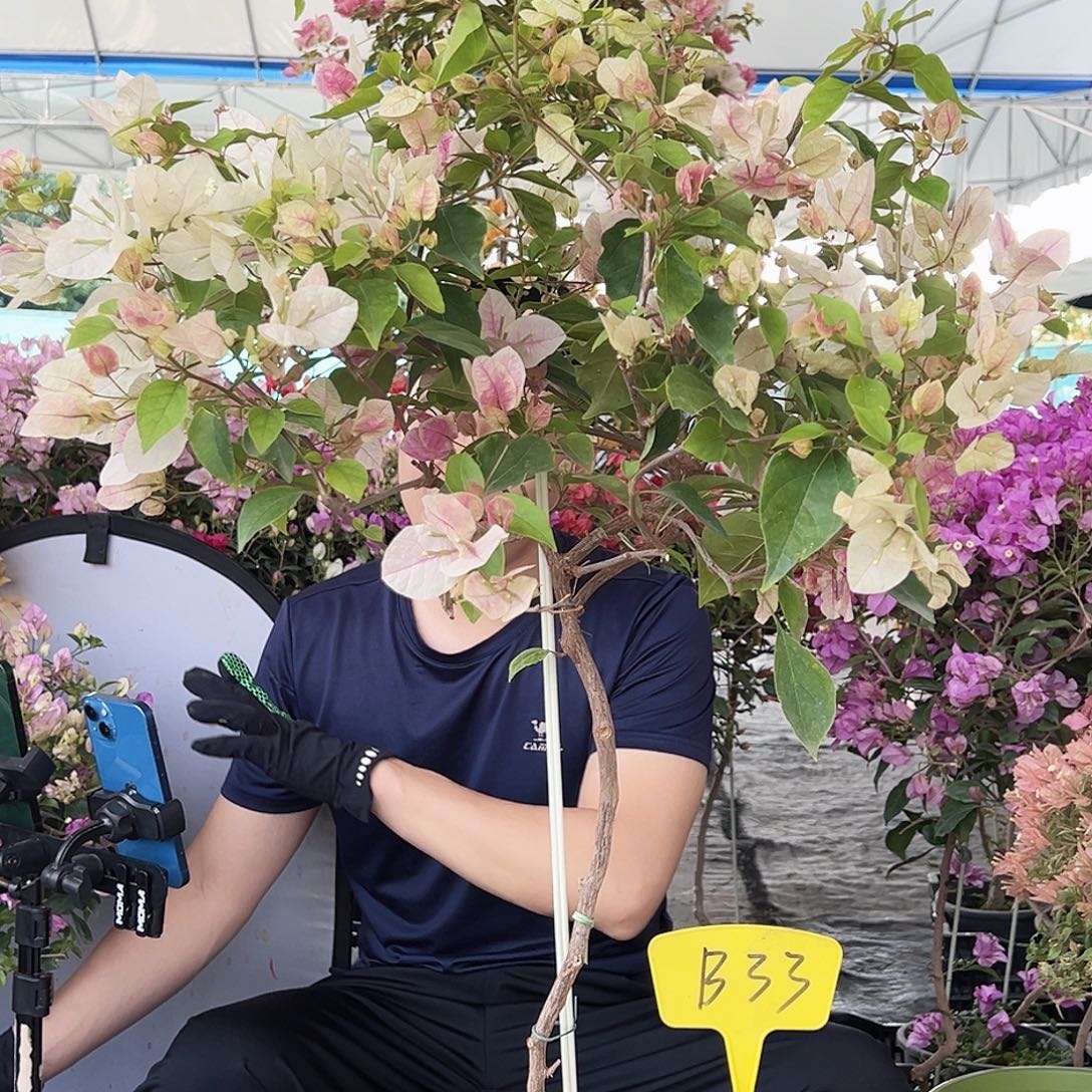 回***美大部分花苞少量开放B33漳红樱