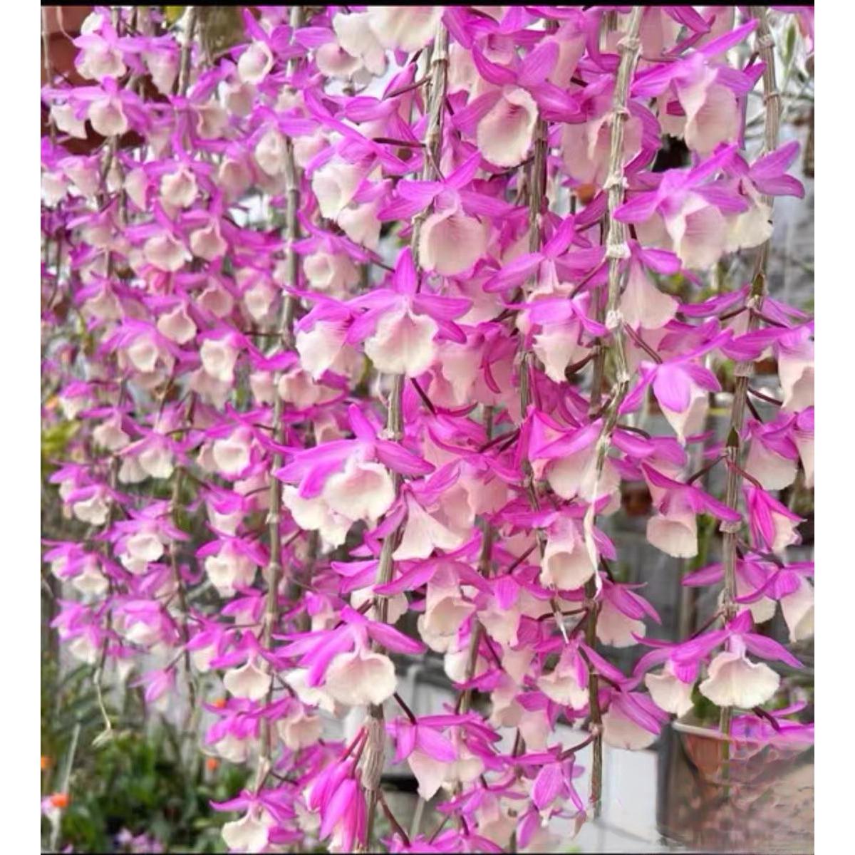 红与白石斛垂丝石斛兰花花墙