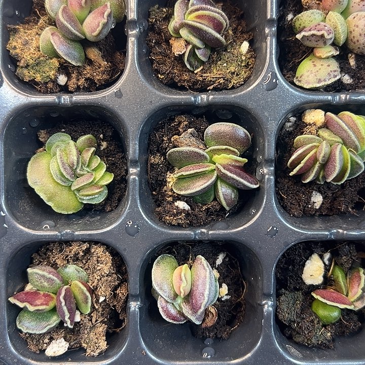 达摩海豹 满10颗包邮