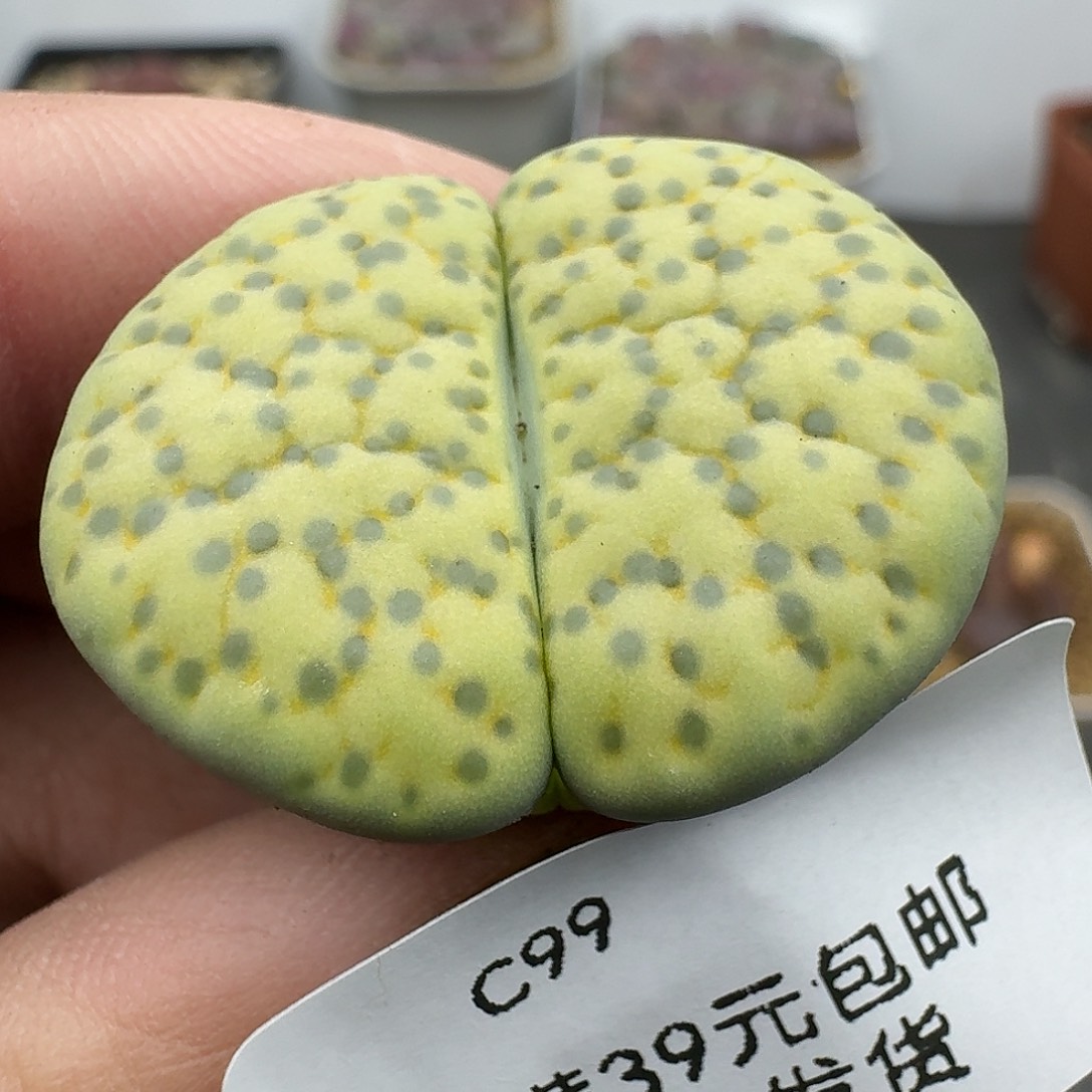 98哈哈给哈给哥哥
