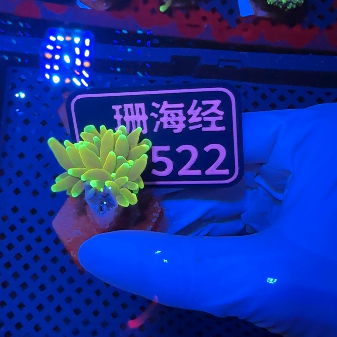 丶***夢纽扣珊瑚又又不包邮有伤内包肉仙本那金不报损D522