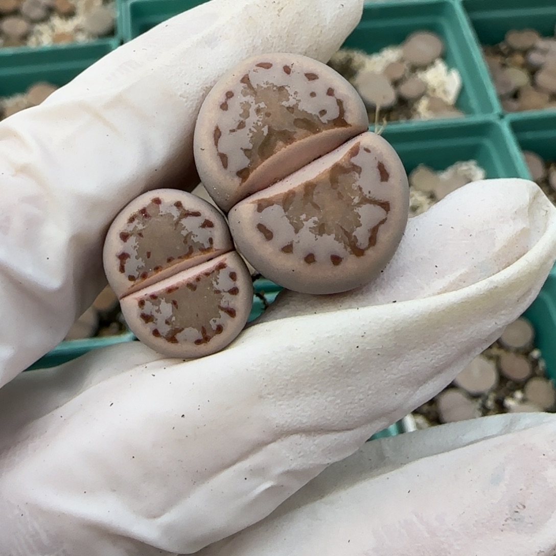 A***y11.11淡唇寿丽.9032.2