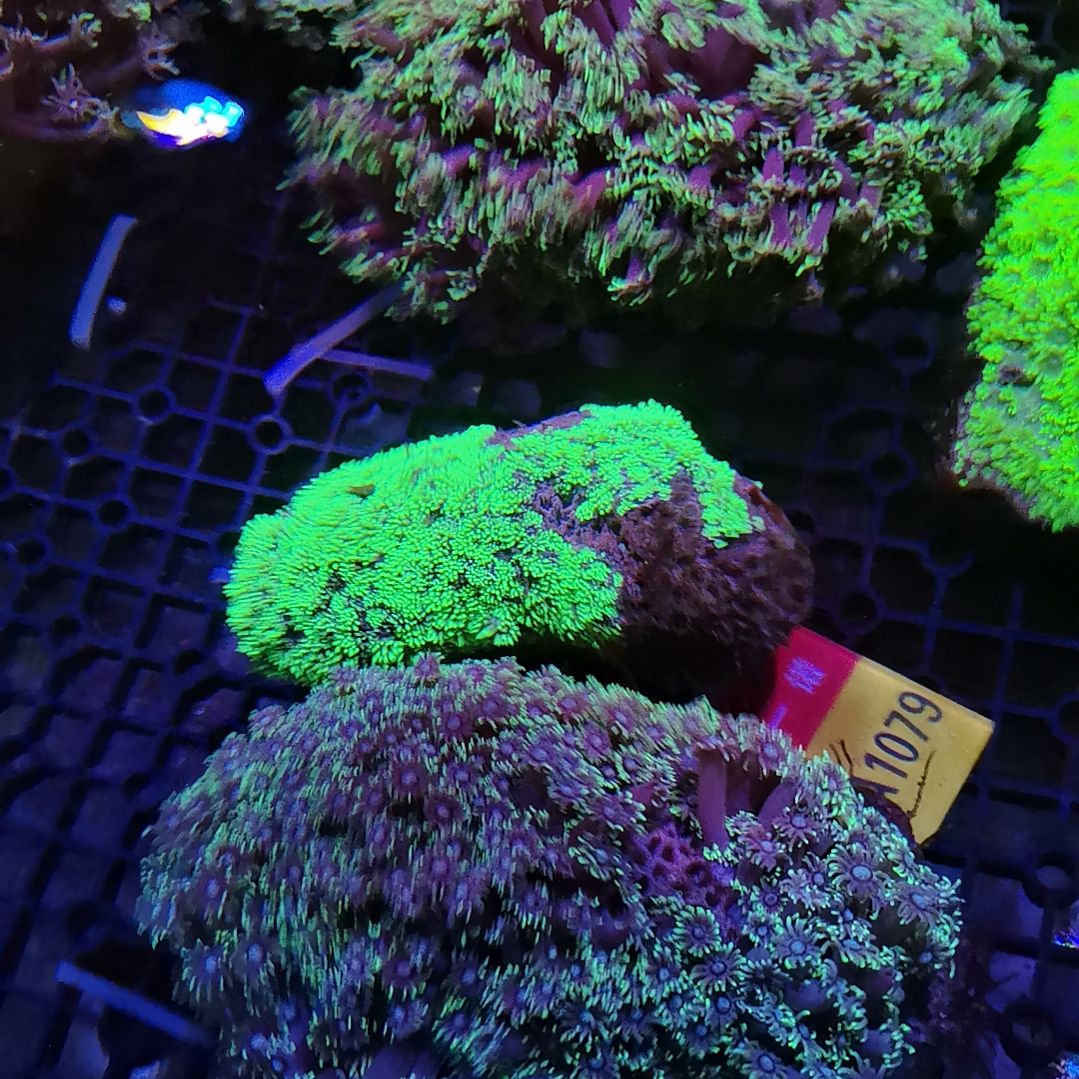 草皮珊瑚纽扣珊瑚宝石花