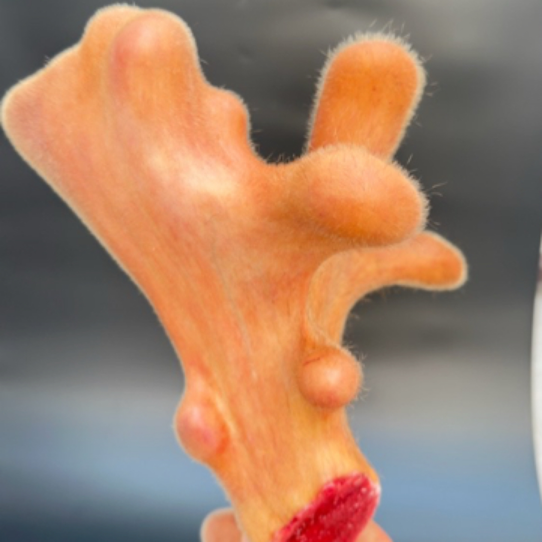 (敏专属)吉林梅花鹿鲜整只头茬滋补泡酒料煲汤