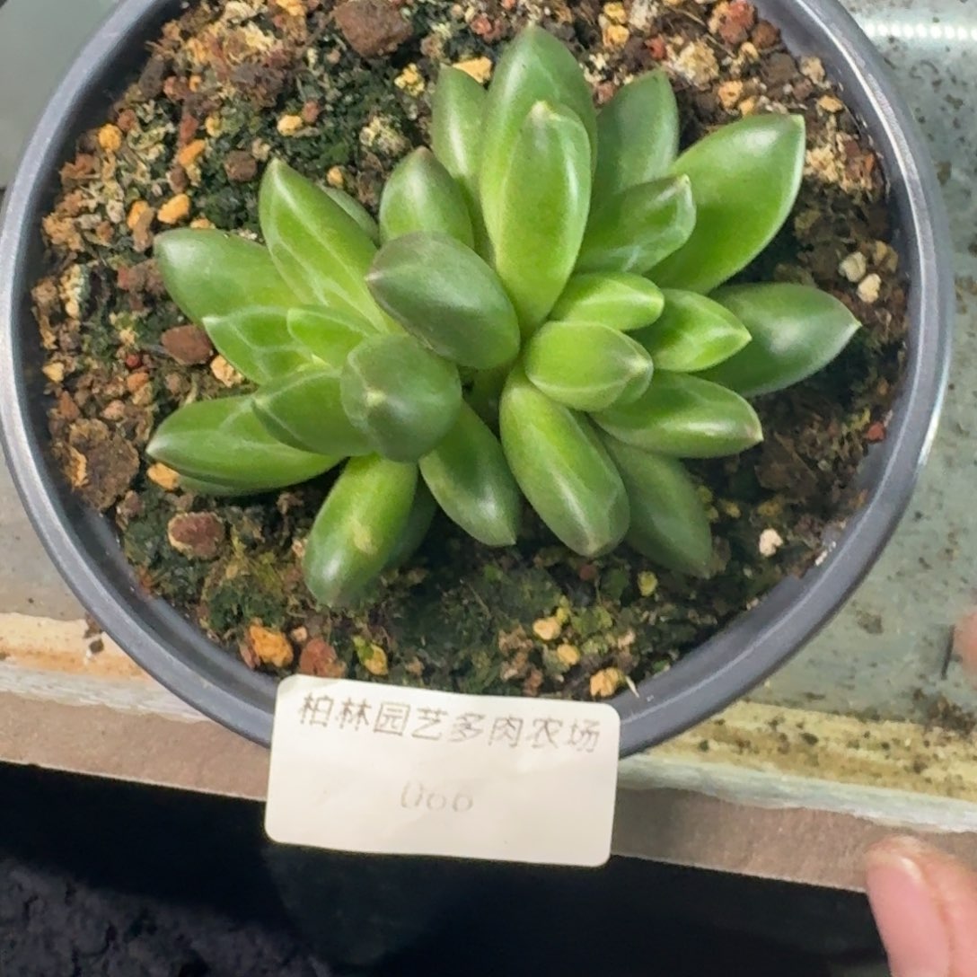 066 领航员 冰晶翡翠 一物一拍