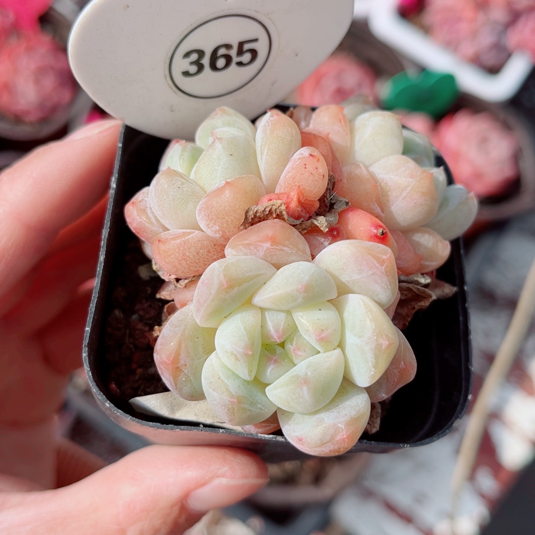 365号小老桩糖心群