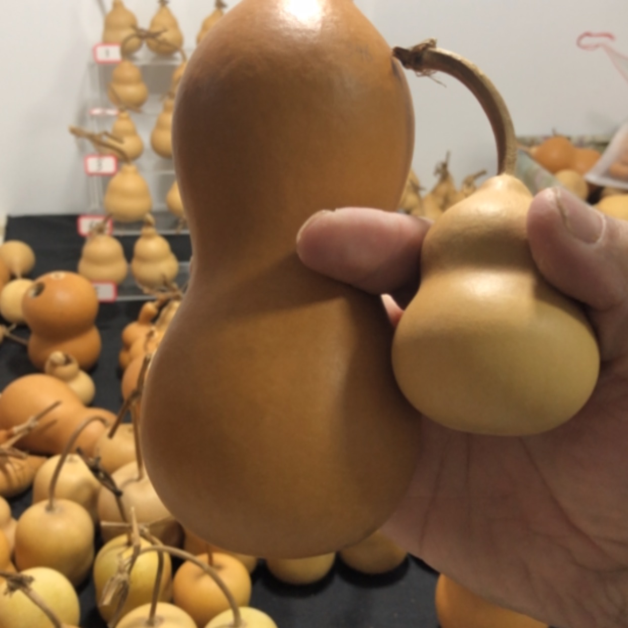 【闪购商品】本长葫芦