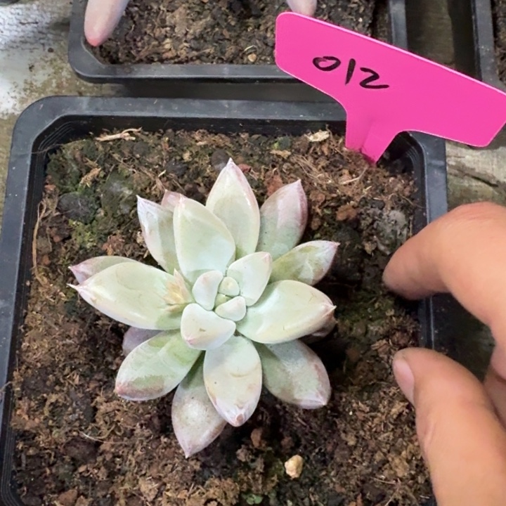 012杜丽万新号福利价