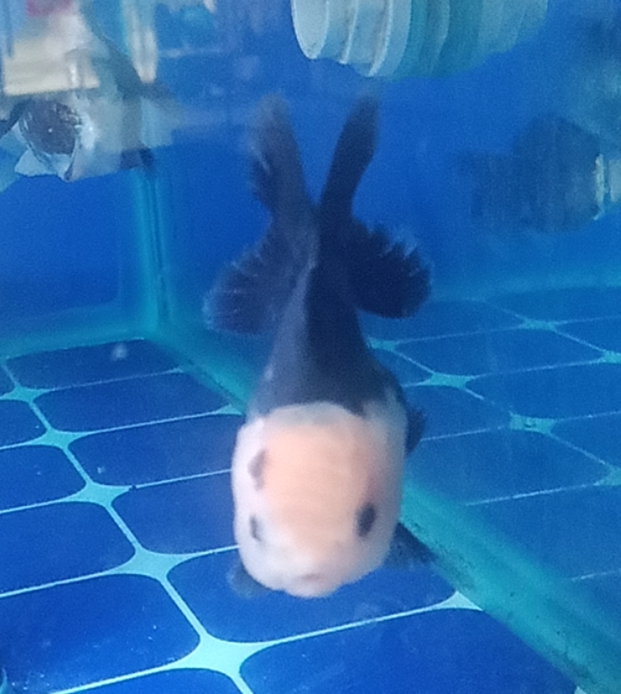 三色熊猫玛丽泰狮金鱼冷水观赏鱼好养耐活招财鱼