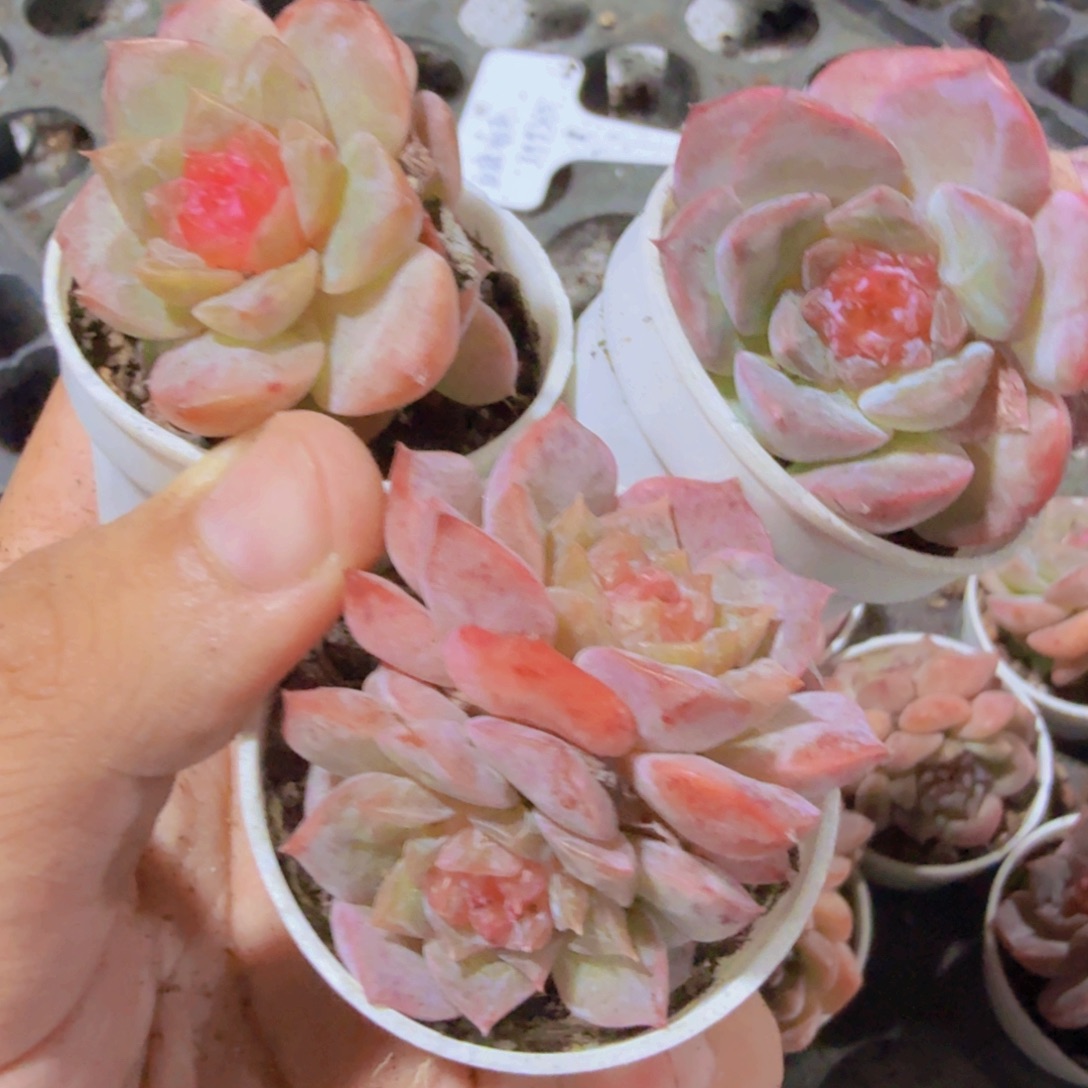 樱花泡泡带盆带土双头