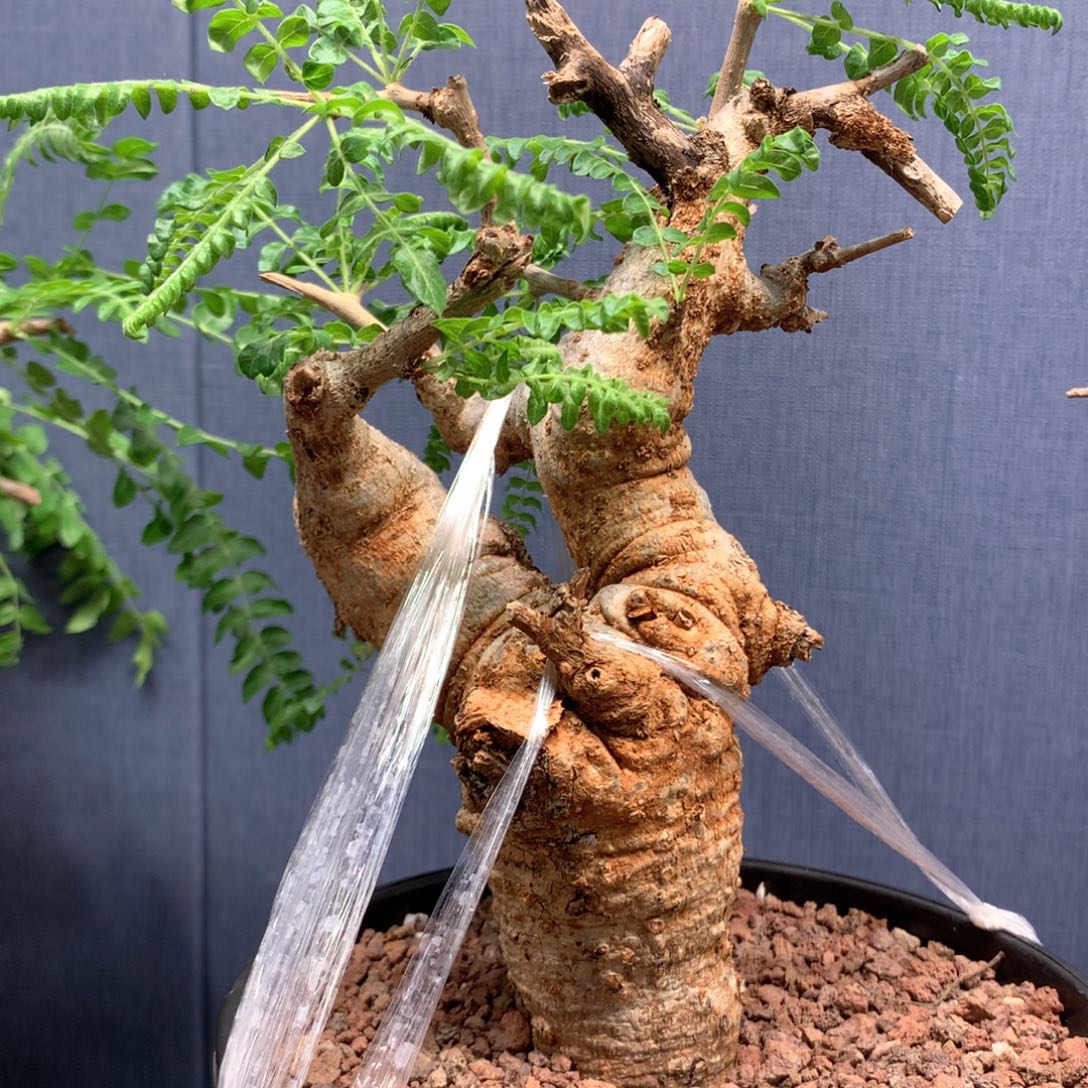 尼勒达乳香产地熟桩