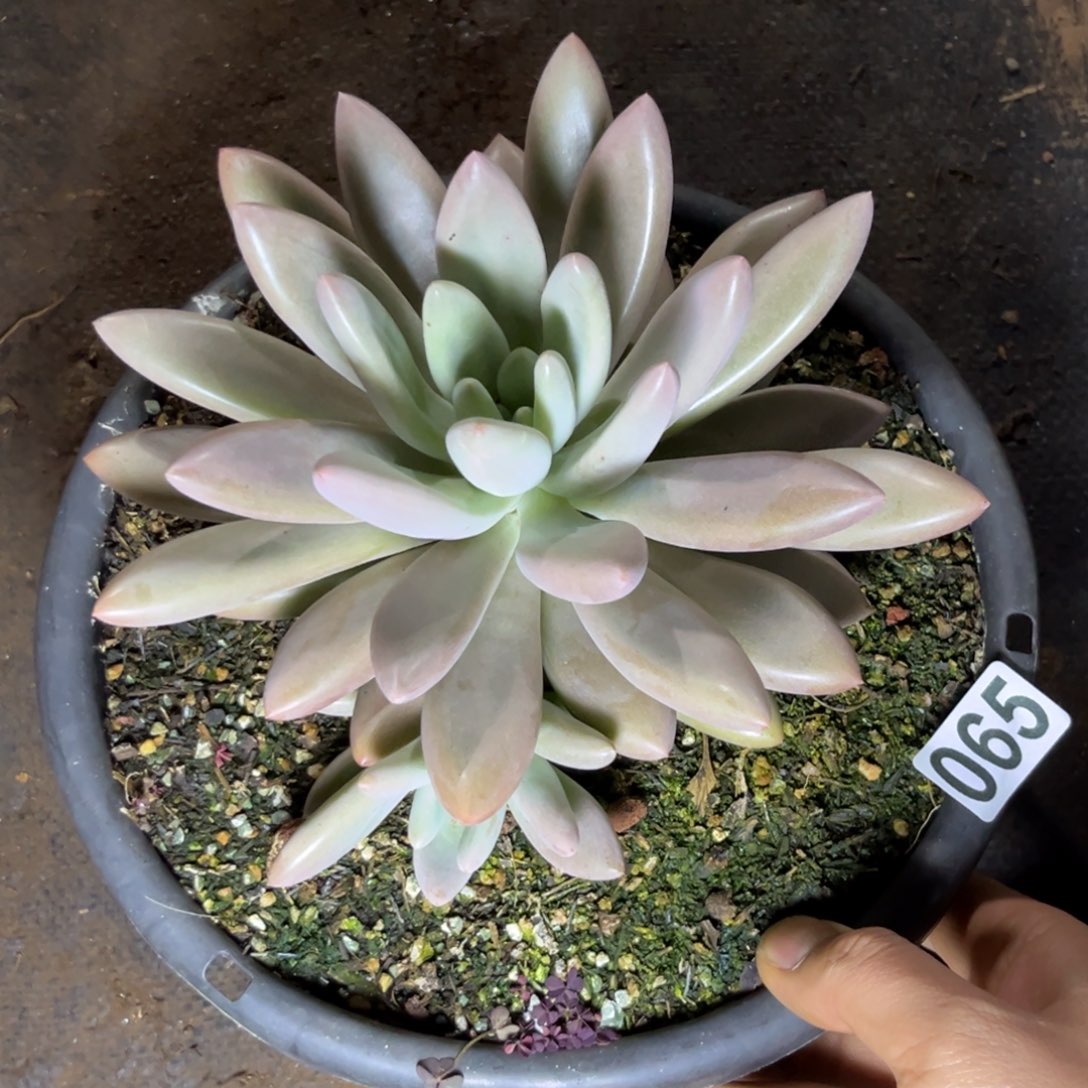 多肉植物原始虞065