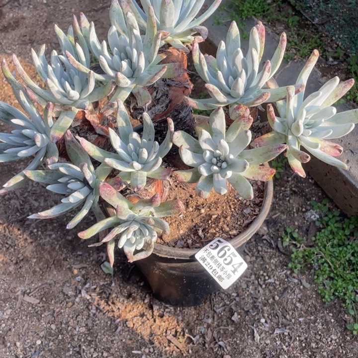 654号奥罗拉多肉植物