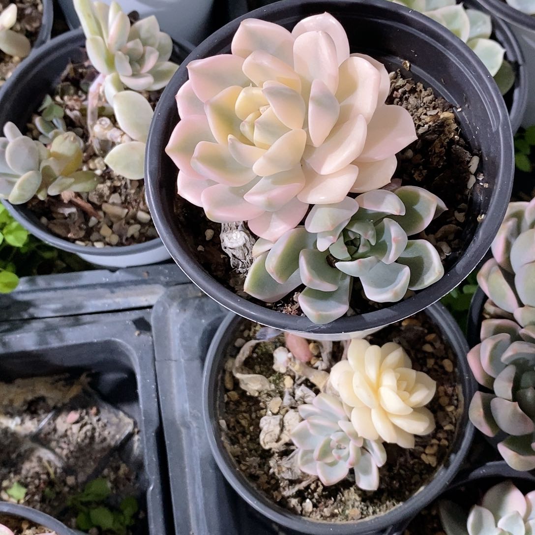 红粉佳人锦多肉植物老桩