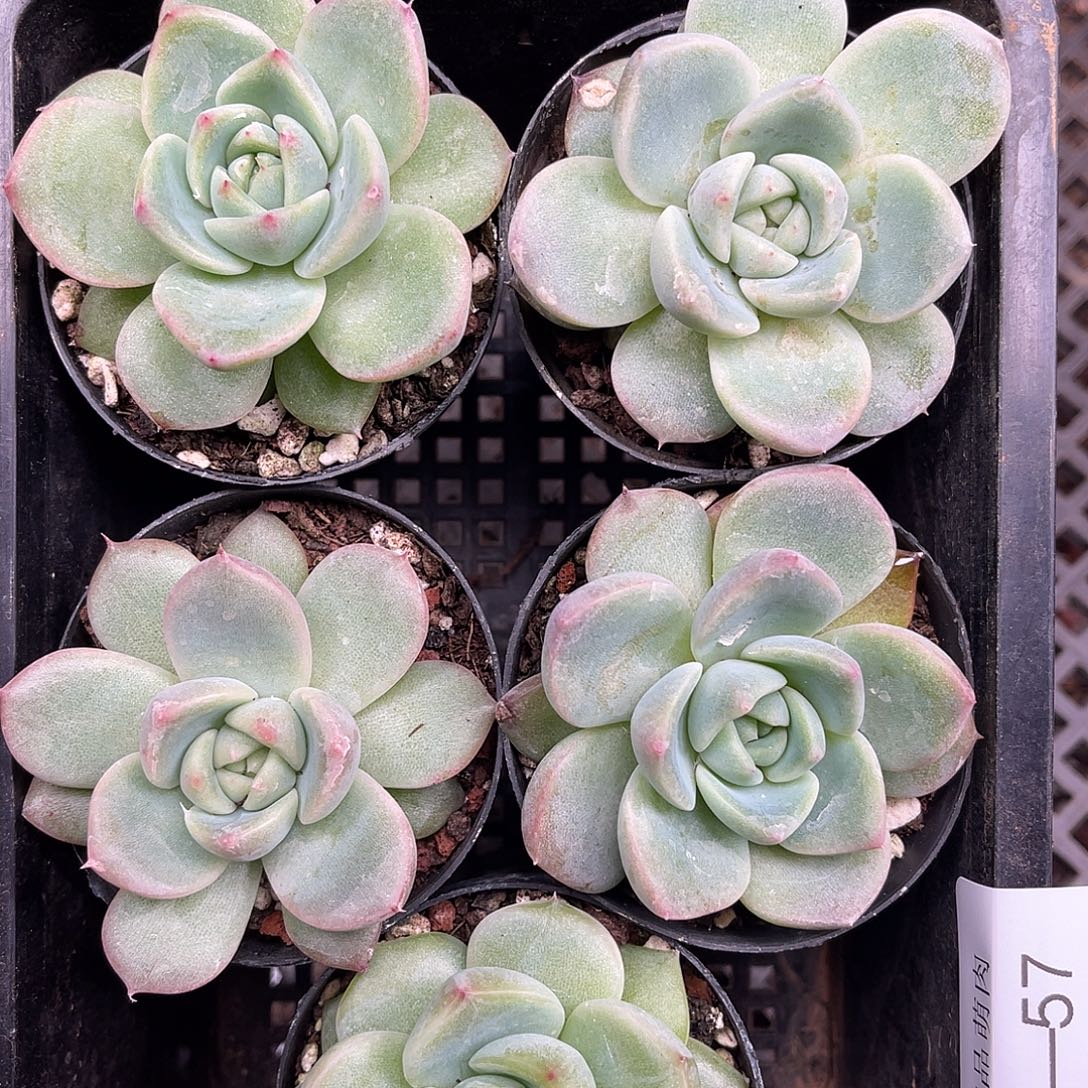 多肉一物一拍11-57