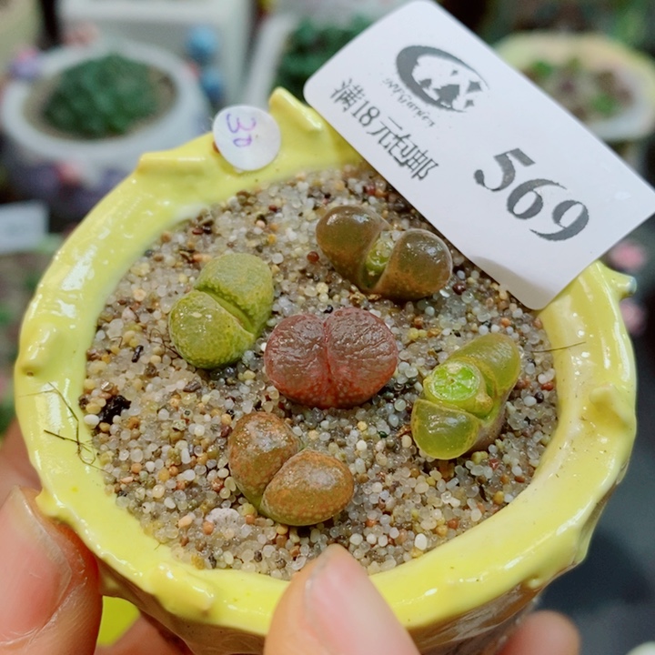 生石花花花花花花花569