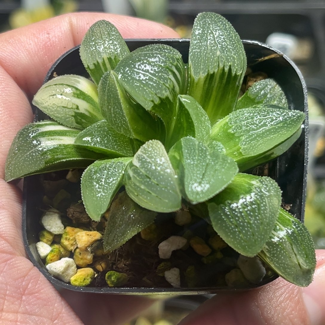 144双头柳叶蓝光磨面寿锦