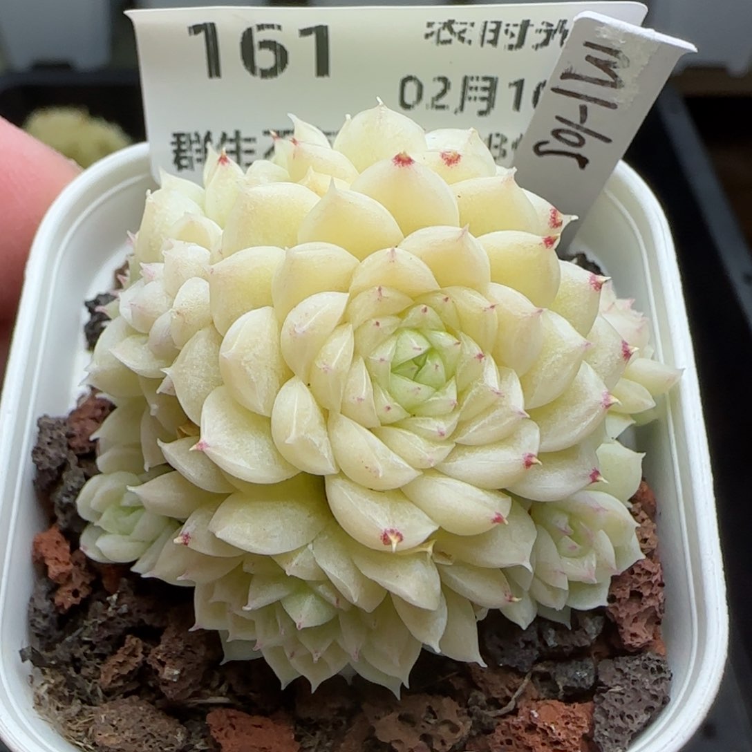 0210-161（M1-105）