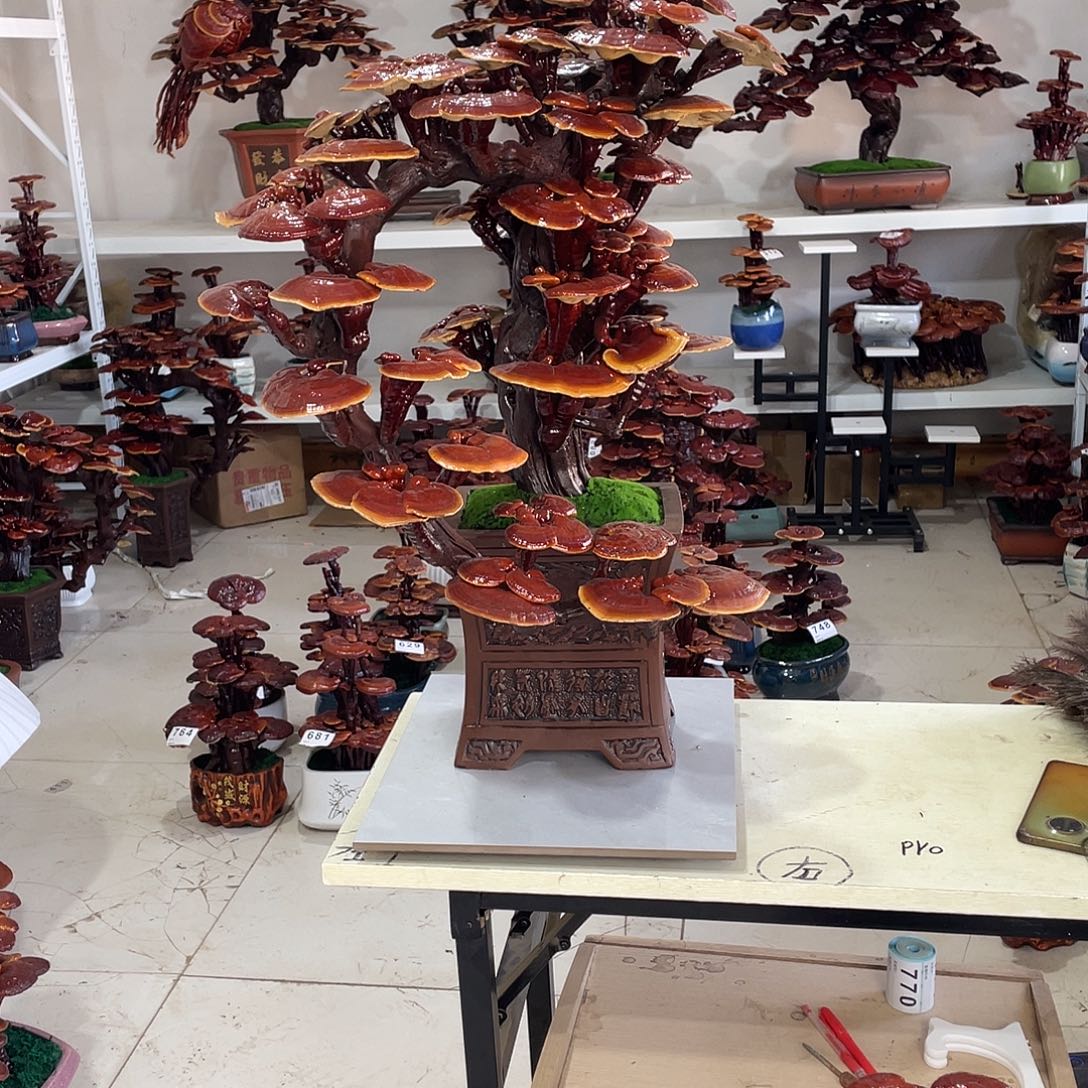 无花朵88888888888888