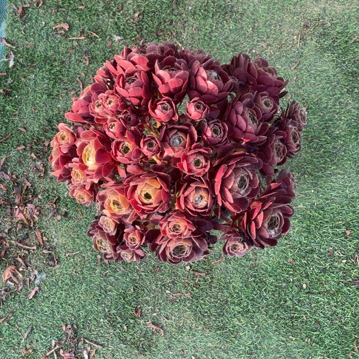 3号大颗老桩荷兰玫瑰法师