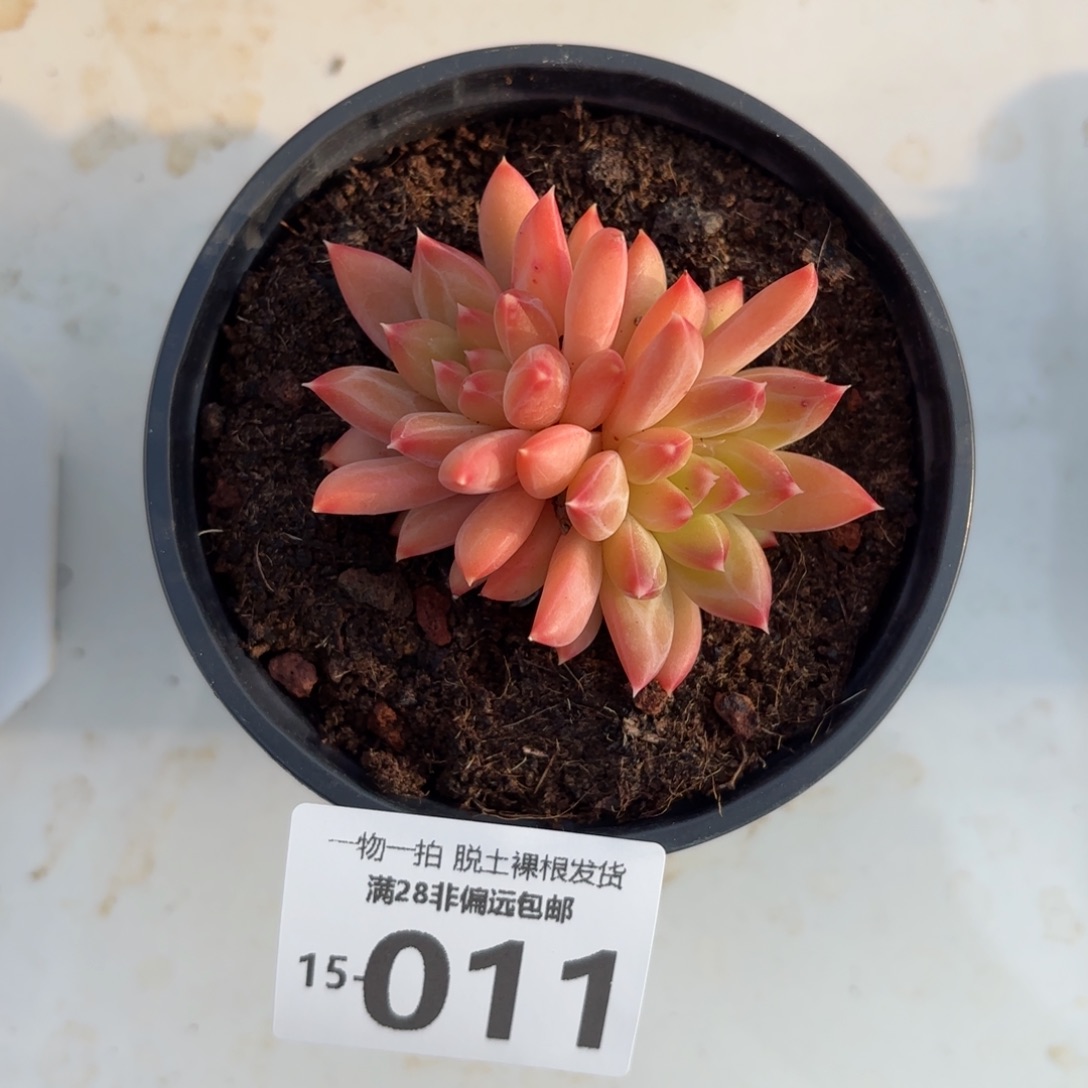 甲骨文多肉多肉多肉