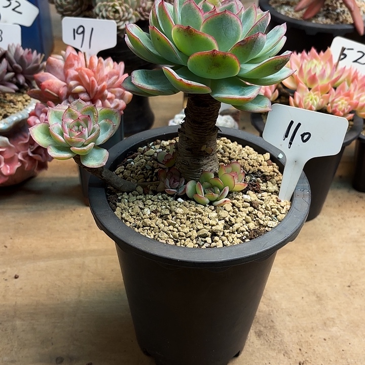 多肉植物，晨露110号