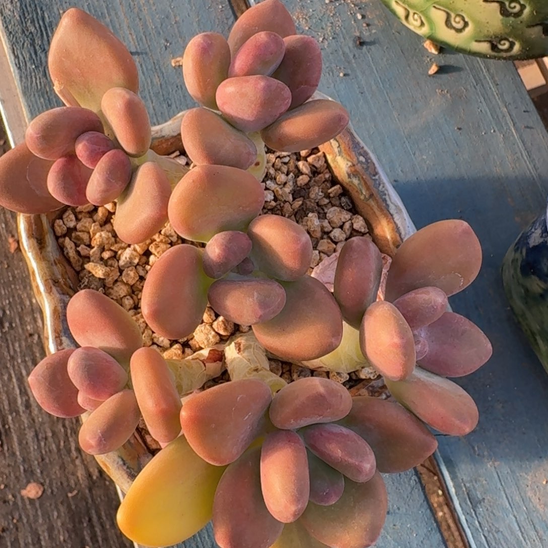 Kk美人老桩一物一拍