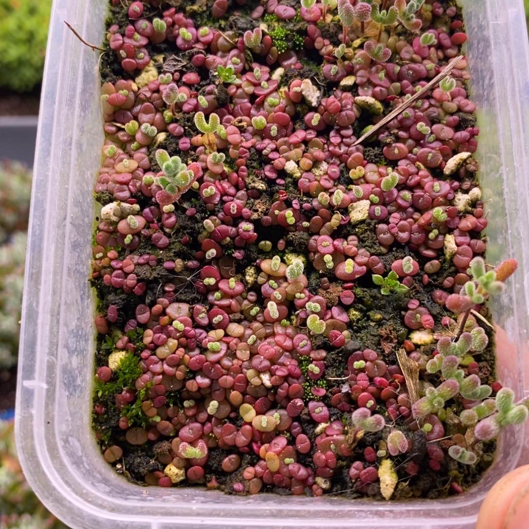 用*洪95混合苗。        