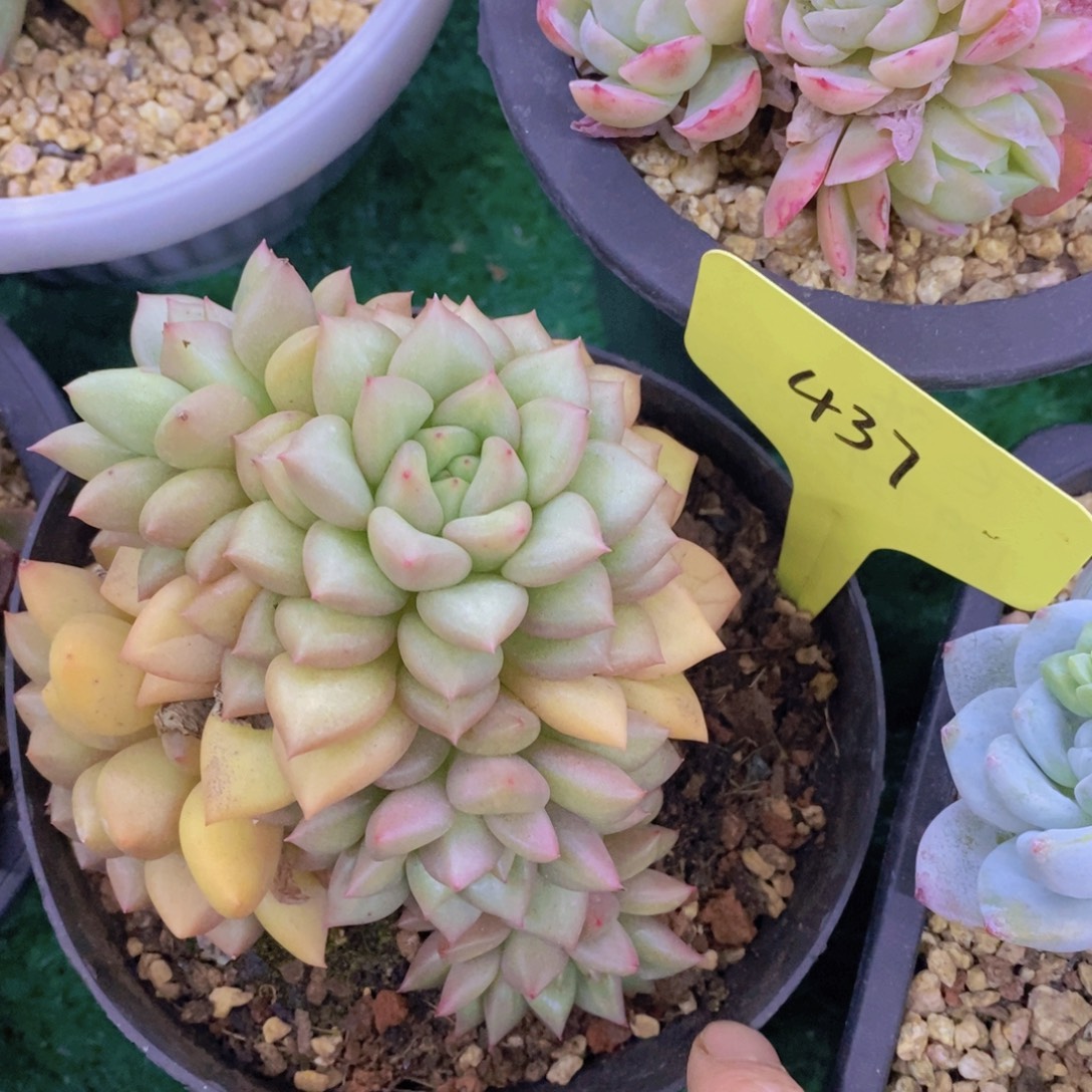 清货转场，一物一拍，看准