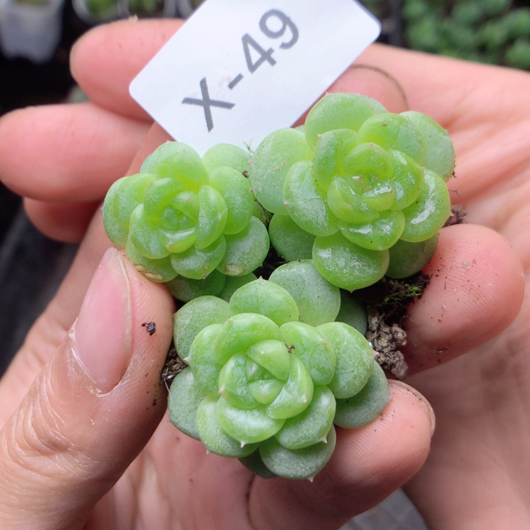 无花朵x49英语英语英语英语英语英语