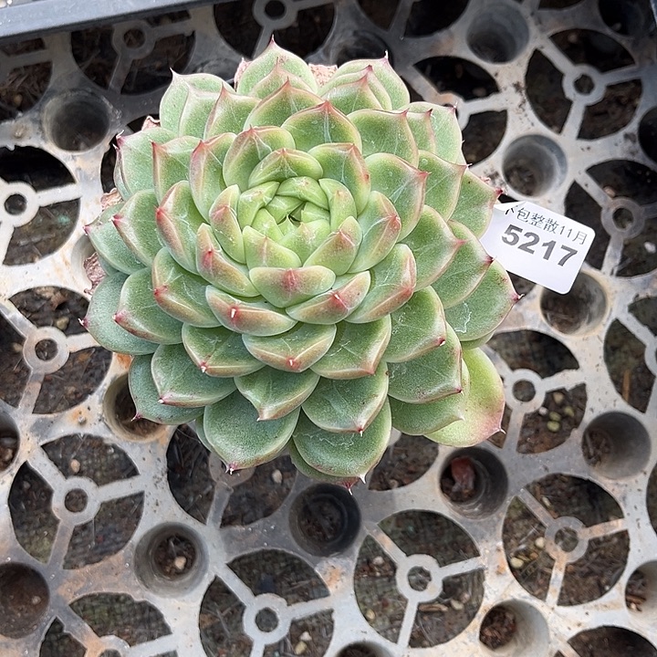 阿雅园艺。         5217钻石珍妮