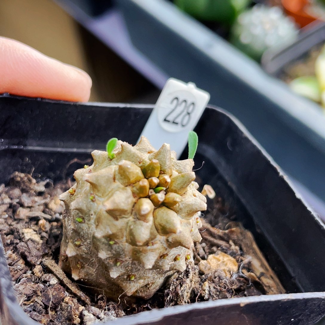 非偏远地区满25包邮仙人球