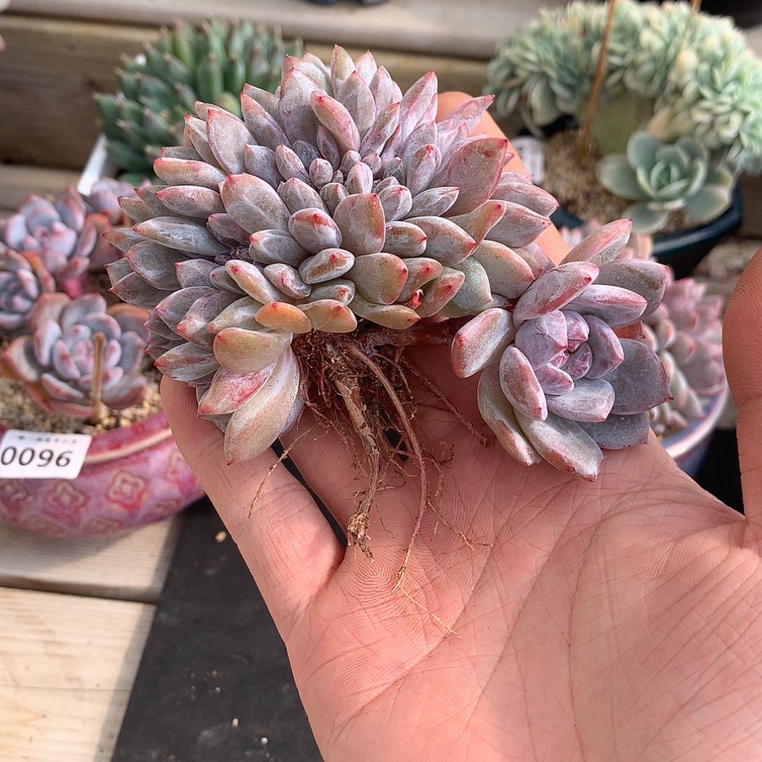 *****0169石榴籽星影缀一颗10.5厘米