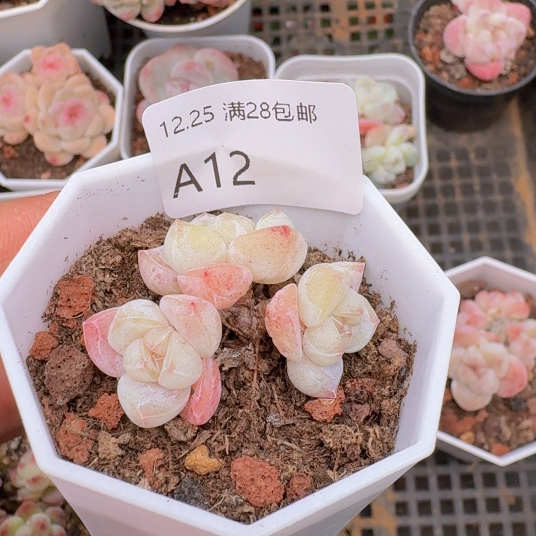 樱花粉冰玉杆子3头一颗